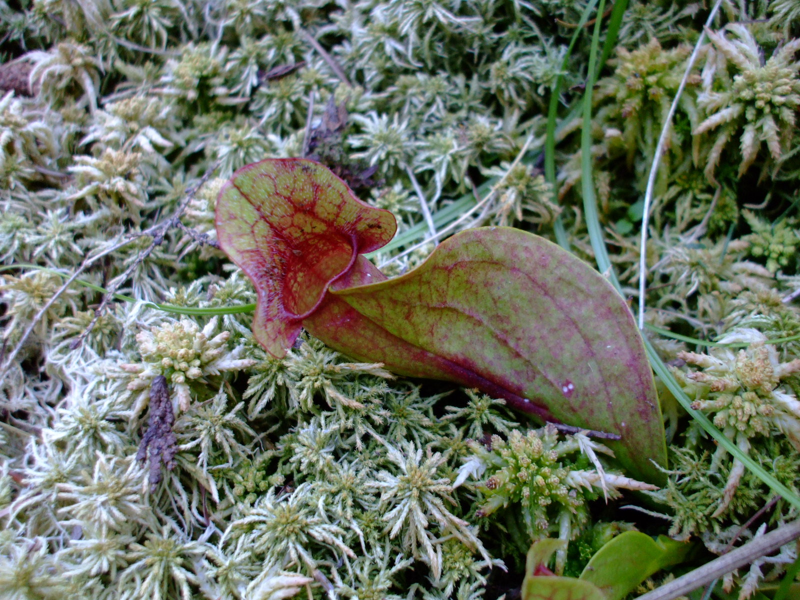 Sarracenia rosea